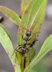 Formica fusca